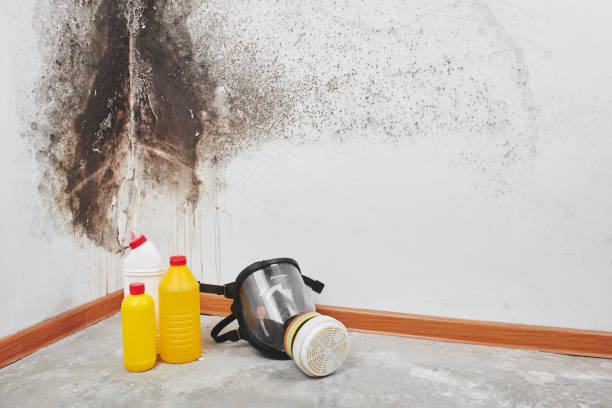 Best Toxic Mold Removal  in Sheldon, TX