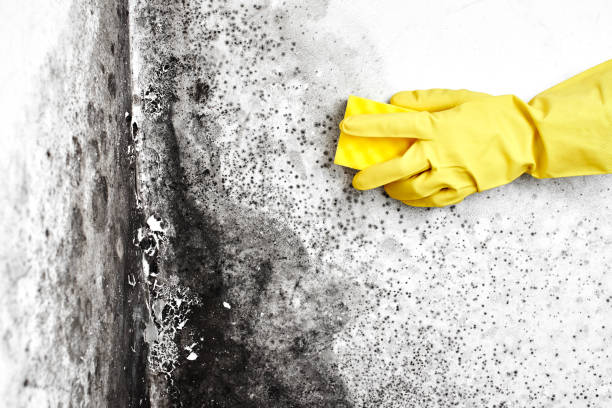 Best Crawl Space Mold Removal  in Sheldon, TX