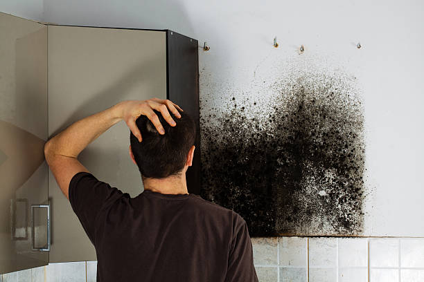 Mold Testing and Removal in Sheldon, TX
